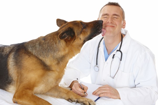 Таблетки для собак от глистов: какое лекарство вибрать?