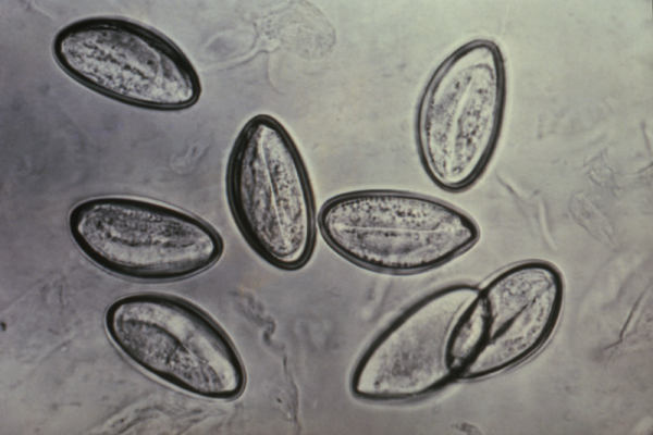 Жизненние цикли паразитов: как развиваются и где живут?
