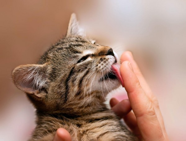 Глисти у кошек: симптоми и лечение