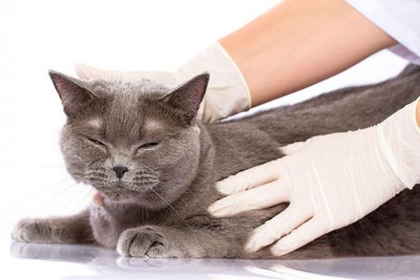 Глисти у кошек: симптоми, лечение, профилактика