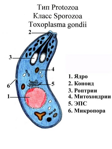 Токсоплазмоз