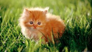 Глисты у кошек и котят: симптомы