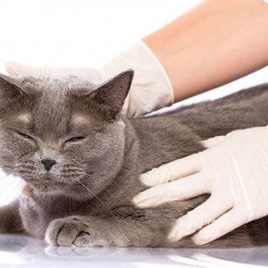 Глисты у кошек, как лечить