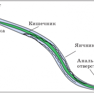 Строение нематоды