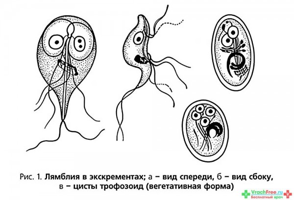 Лямблии, схематичное изображение