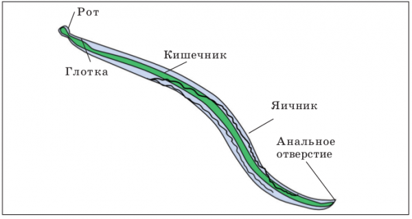 Строение нематоды