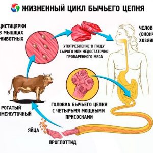 бычий цепень