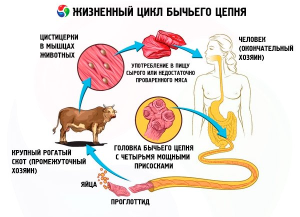 бычий цепень