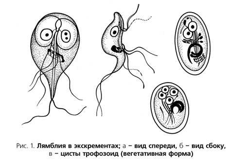 лямблии