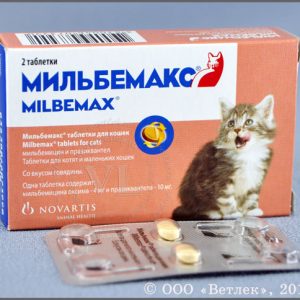 Токсокароз у домашних питомцев
